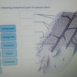 Label following parts anatomical correctly bone long transcribed text show